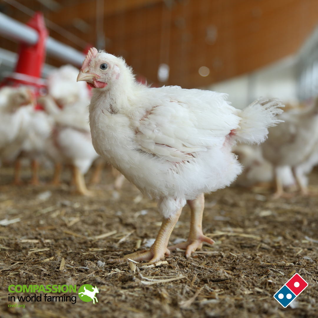 Domino's puts chooks welfare front and centre